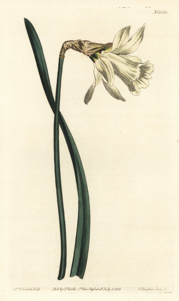 喇叭水仙--较小的白色西班牙水仙，Narcissus pseudonarcissus subsp. moschatus（水仙）。F. Sansom Jr.根据Sydenham Edwards的插图进行的手绘铜版画，出自William Curtis的《植物学杂志》，T。 作者 西德纳姆·泰斯特·爱德华兹