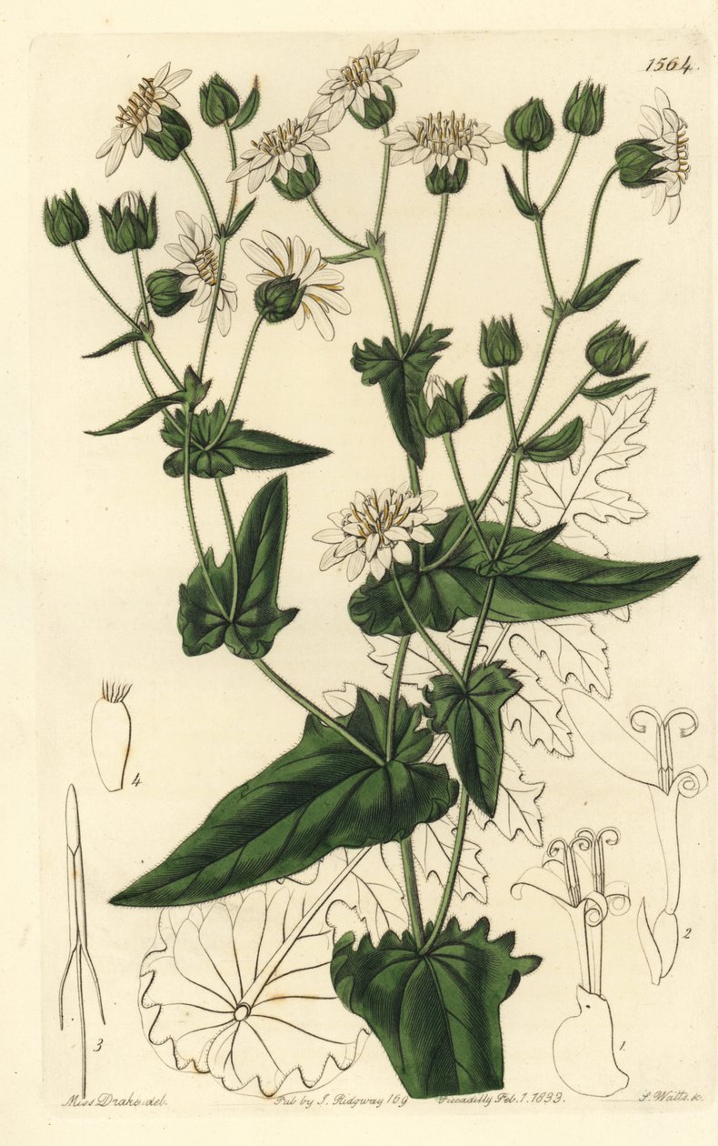 萝卜叶麝香油，Moscharia pinnatifida。 S. Watts 手绘铜版画，由来自伦敦里奇韦 Sydenham Edwards