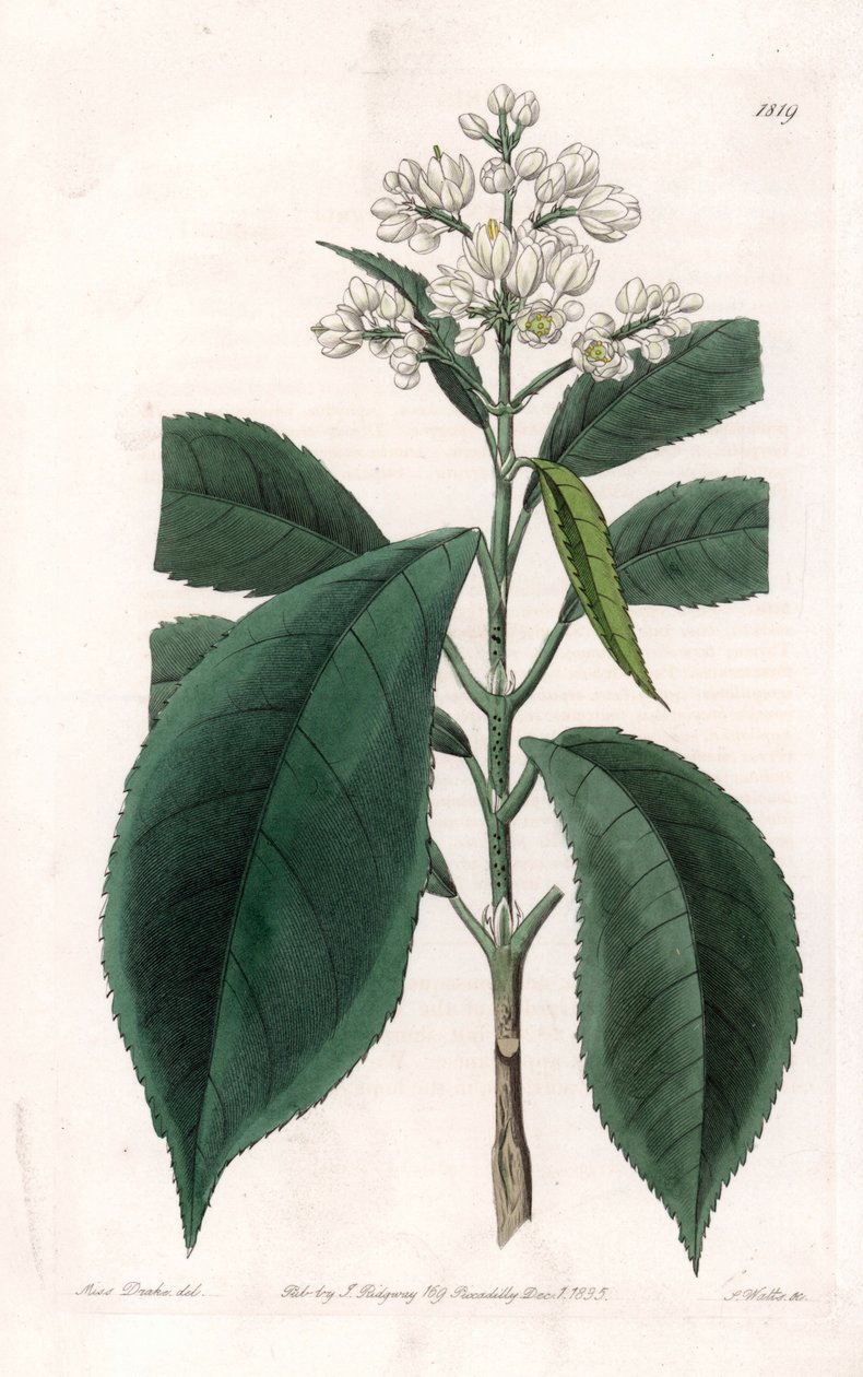 Turpinia Variete - S.Watts雕刻的图版，来自Sarah Anne Drake（1803-1857）的插图，出自英国Sydenham Edwards（1768-1819）的植物学登记册。 作者 西德纳姆·泰斯特·爱德华兹