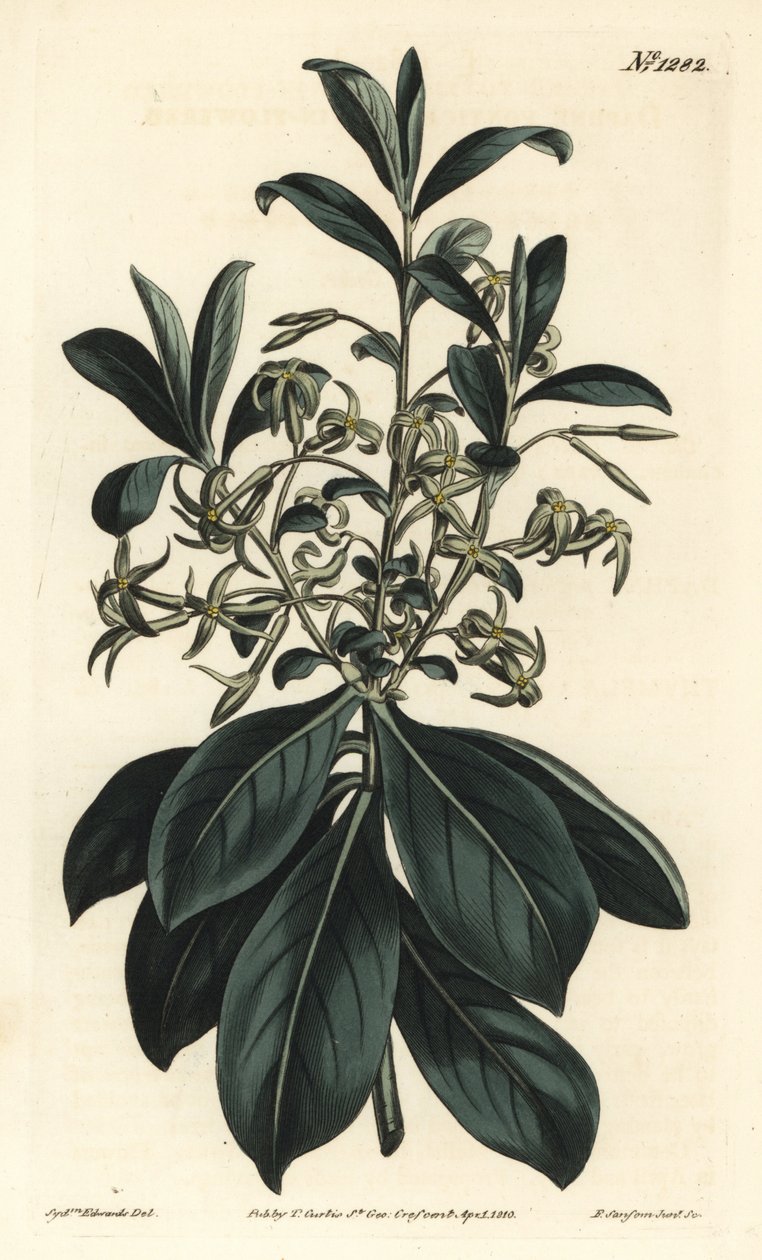 双花水仙，Daphne pontica。F. Sansom Jr.根据Sydenham Edwards的插图进行的手绘铜版画，出自William Curtis的植物学杂志，T. Curtis，伦敦 作者 西德纳姆·泰斯特·爱德华兹