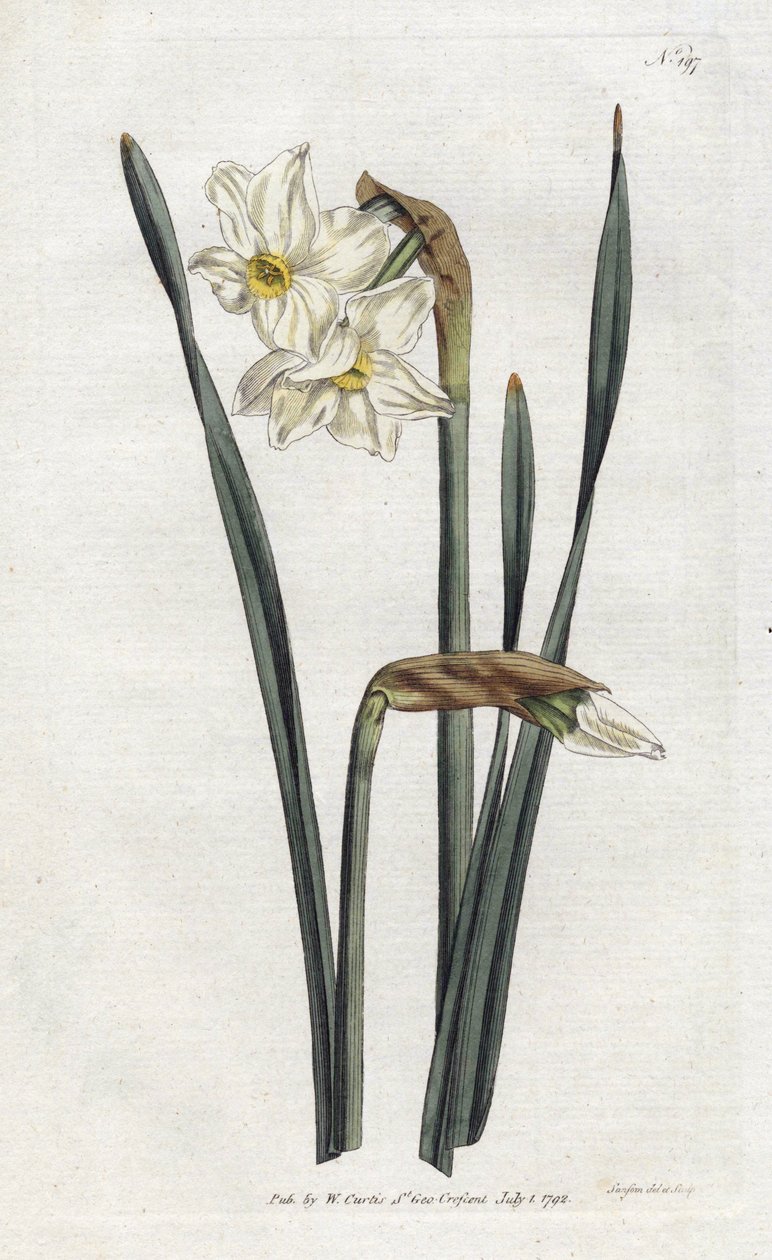 双花水仙--西登汉姆-爱德华兹（1768-1819）的石版画，版式来自威廉-柯蒂斯的《植物学杂志》（1746-1799）。 作者 西德纳姆·泰斯特·爱德华兹