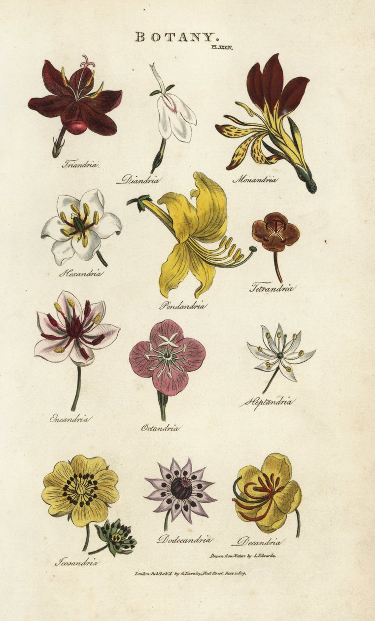 花的类型。Triandria, Diandria, Haskatria, Pendandria, Tetrandria等。根据Sydenham Edwards设计的手绘铜版画，出自John Mason Good的Pantologia，新百科全书，G. Kearsley，伦敦 作者 西德纳姆·泰斯特·爱德华兹