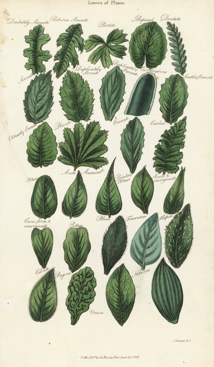 植物的叶子类型。根据Sydenham Edwards设计的手绘铜版画，出自John Mason Good的Pantologia，一部新的百科全书，G. Kearsley，伦敦 作者 西德纳姆·泰斯特·爱德华兹