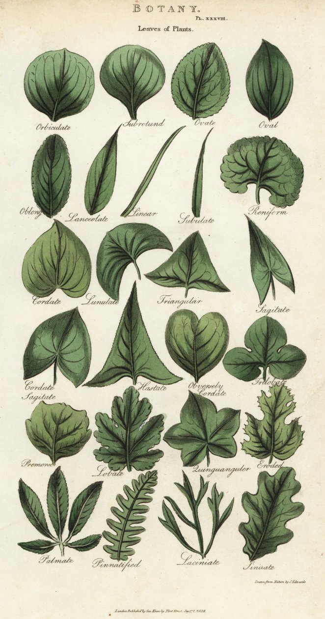 植物的叶子类型。根据Sydenham Edwards设计的手绘铜版画，出自John Mason Good的Pantologia，一部新的百科全书，G. Kearsley，伦敦 作者 西德纳姆·泰斯特·爱德华兹