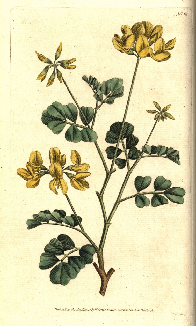 Valencia Coronilla - 蝎子草，Coronilla valentina subsp. glauca（海绿色或日香型coronilla，Coronilla glauca）。根据Sydenham Edwards的植物学插图进行的手绘铜版画，出自William Curtis的《植物学杂志》。 作者 西德纳姆·泰斯特·爱德华兹
