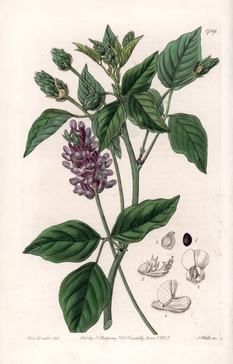 Variete de Psoralea - S.Watts的刻板，来自Sarah Anne Drake（1803-1857）的插图，出自英国Sydenham Edwards（1768-1819）的植物学记录。 作者 西德纳姆·泰斯特·爱德华兹