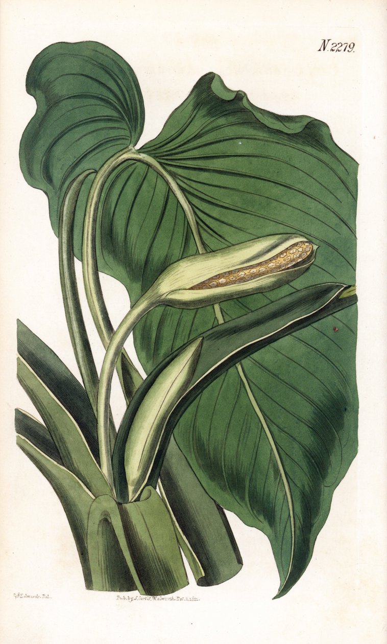马蹄莲的变种 - 芳香马蹄莲，Homalomena aromatica（马蹄莲芳香）。韦德尔根据塞登纳姆-爱德华兹的插图进行的手绘铜版画，出自塞缪尔-柯蒂斯的《植物学杂志》，伦敦 作者 西德纳姆·泰斯特·爱德华兹