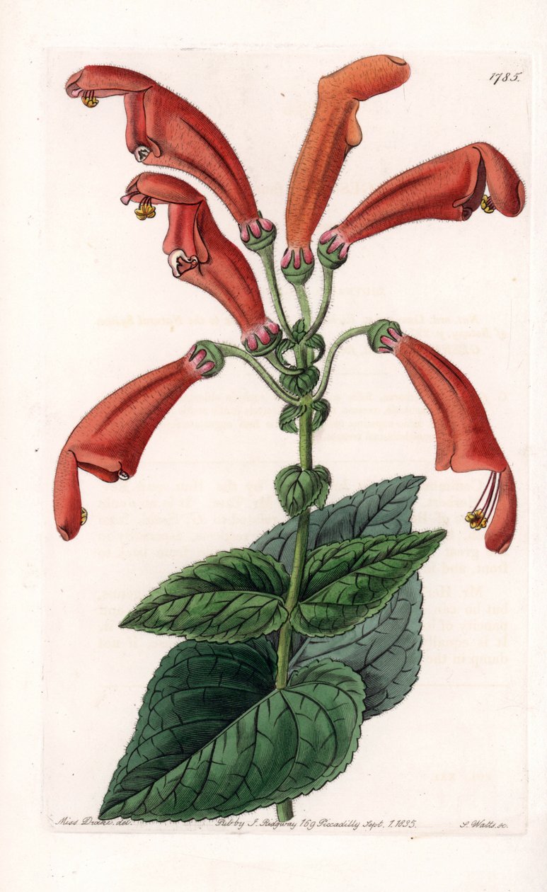 Variete de gesneria, a flower in tubes - S.Watts根据Sarah Anne Drake（1803-1857）的插图刻制的图版，出自英国Sydenham Edwards（1768-1819）的《植物志》。 作者 西德纳姆·泰斯特·爱德华兹