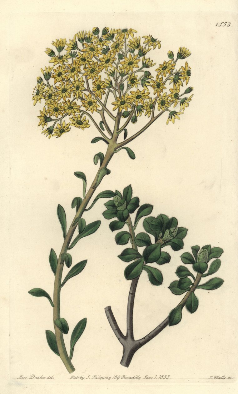 Variete de joubarb - Villous houseleek，Sempervivum villosum。S. Watts根据Sydenham Edwards的《植物志》中Sarah Drake小姐的插图进行的手绘铜版画，伦敦Ridgeway。 作者 西德纳姆·泰斯特·爱德华兹