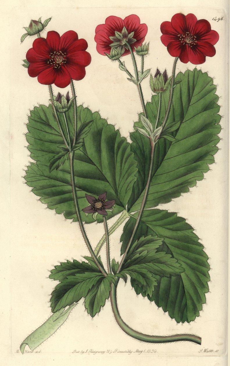 五叶草品种 - 罗素的potentilla，Potentilla russelliana。 来自伦敦里奇韦 Sydenham Edwards
