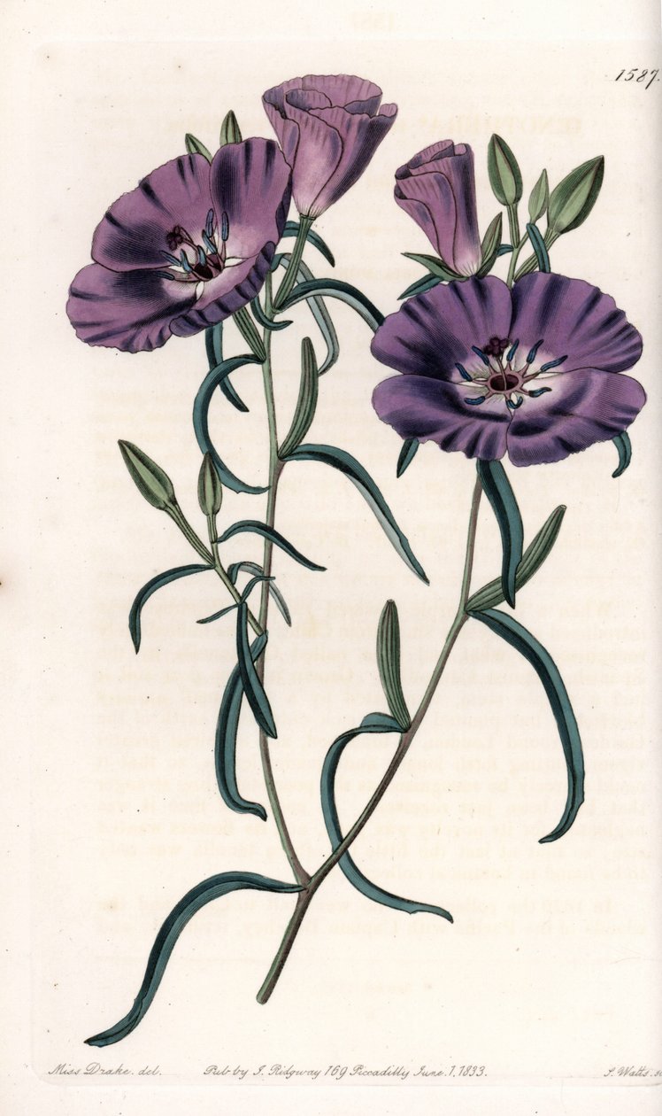 Clarkia的变种，原产于南美洲 由S.Watts雕刻，出自Sarah Anne Drake（1803-1857）的插图，出自英国Sydenham Edwards（1768-1819）的植物学登记册。 作者 西德纳姆·泰斯特·爱德华兹