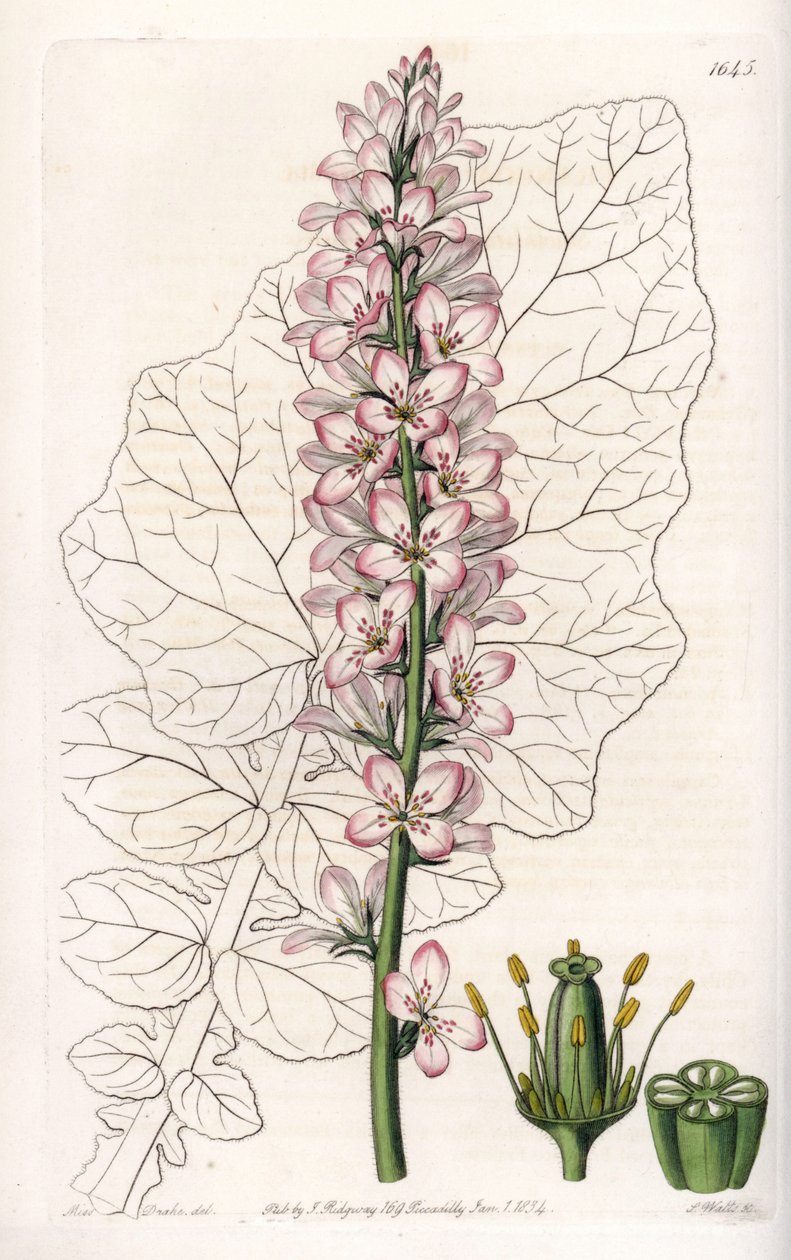 有乳叶的法兰西变种，智利特有--由S.Watts雕刻，出自Sarah Anne Drake（1803-1857）的插图，来自英国Sydenham Edwards（1768-1819）的植物学记录。 作者 西德纳姆·泰斯特·爱德华兹