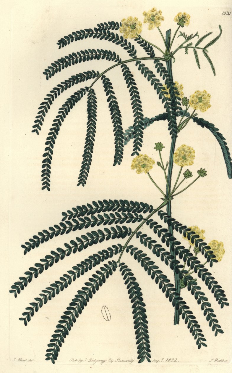 金合欢的变种--蕨叶金合欢，Acacia pentadenia。S. Watts根据J. Hart的插图进行的手绘铜版画，出自伦敦Ridgeway的Sydenham Edwards《植物志》。 作者 西德纳姆·泰斯特·爱德华兹