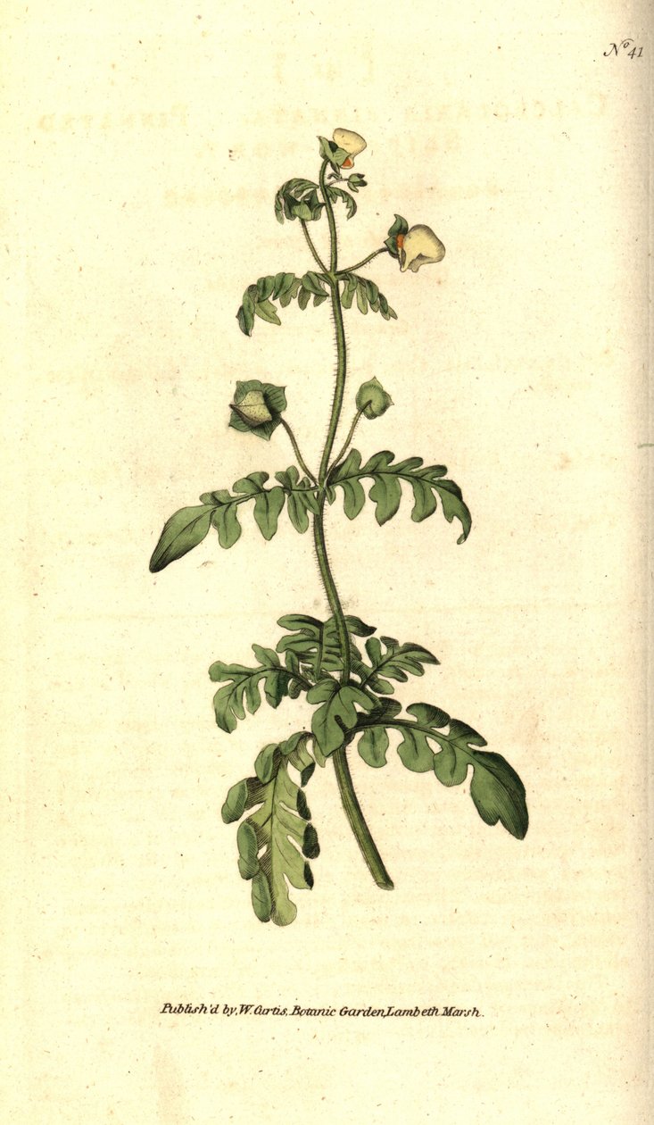 Calceolar的变种--羽状拖鞋草，Calceolaria pinnata。根据詹姆斯-索尔比的植物学插图进行的手绘铜版画，出自威廉-柯蒂斯的《植物学杂志》，伦敦兰贝斯沼泽。 作者 西德纳姆·泰斯特·爱德华兹