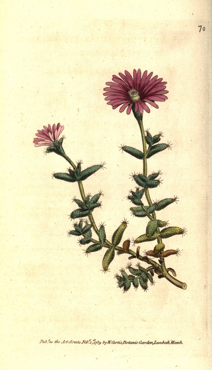 ficoid 品种 - 胡须无花果万寿菊，Mesembryanthemum barbarum。 根据威廉·柯蒂斯 (William Curtis) 的《植物学杂志》(The Botanical Magazine) 在伦敦兰贝斯马什 (Lambeth Marsh) 绘制的植物插图后的手绘铜版画 作者 西德纳姆·泰斯特·爱德华兹