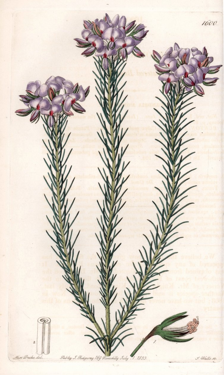 gompholobium（豆科植物）的变种，原产于澳大利亚--图版由S.Watts雕刻，来自Sarah Anne Drake（1803-1857）的插图，出自英国Sydenham Edwards（1768-1819）的植物学登记册。 作者 西德纳姆·泰斯特·爱德华兹