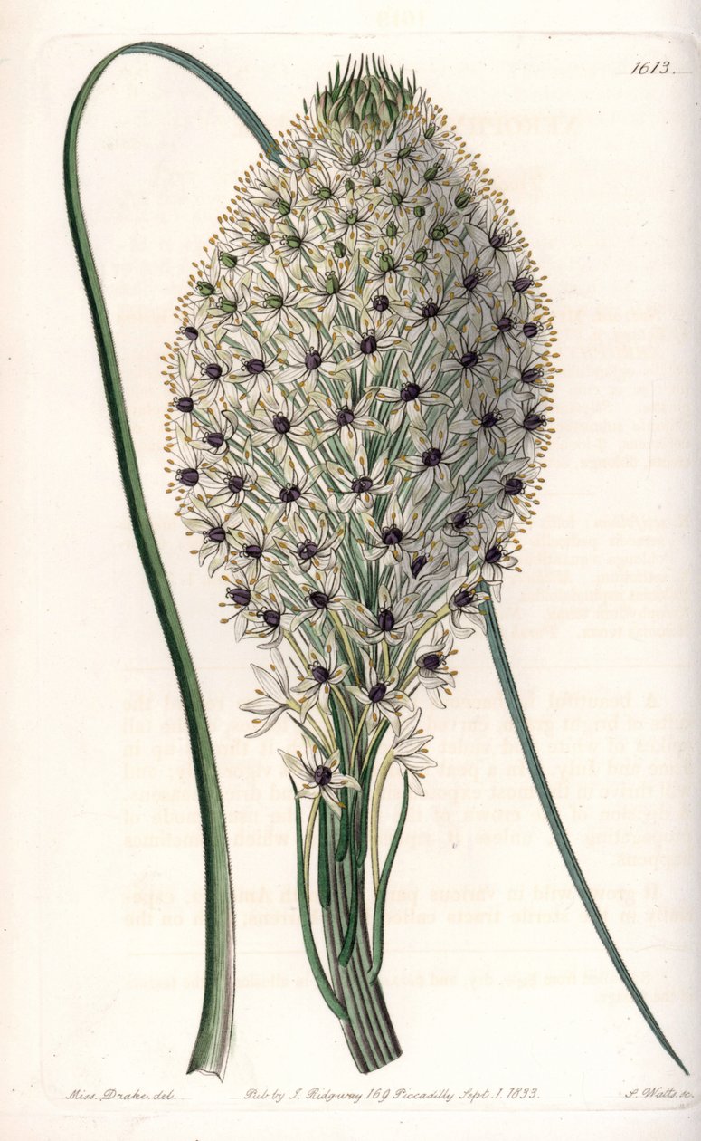 百合花的变种（Helonias asphodeloides）--由S.Watts雕刻，来自Sarah Anne Drake（1803-1857）的插图，出自英国Sydenham Edwards（1768-1819）的植物学记录。 作者 西德纳姆·泰斯特·爱德华兹