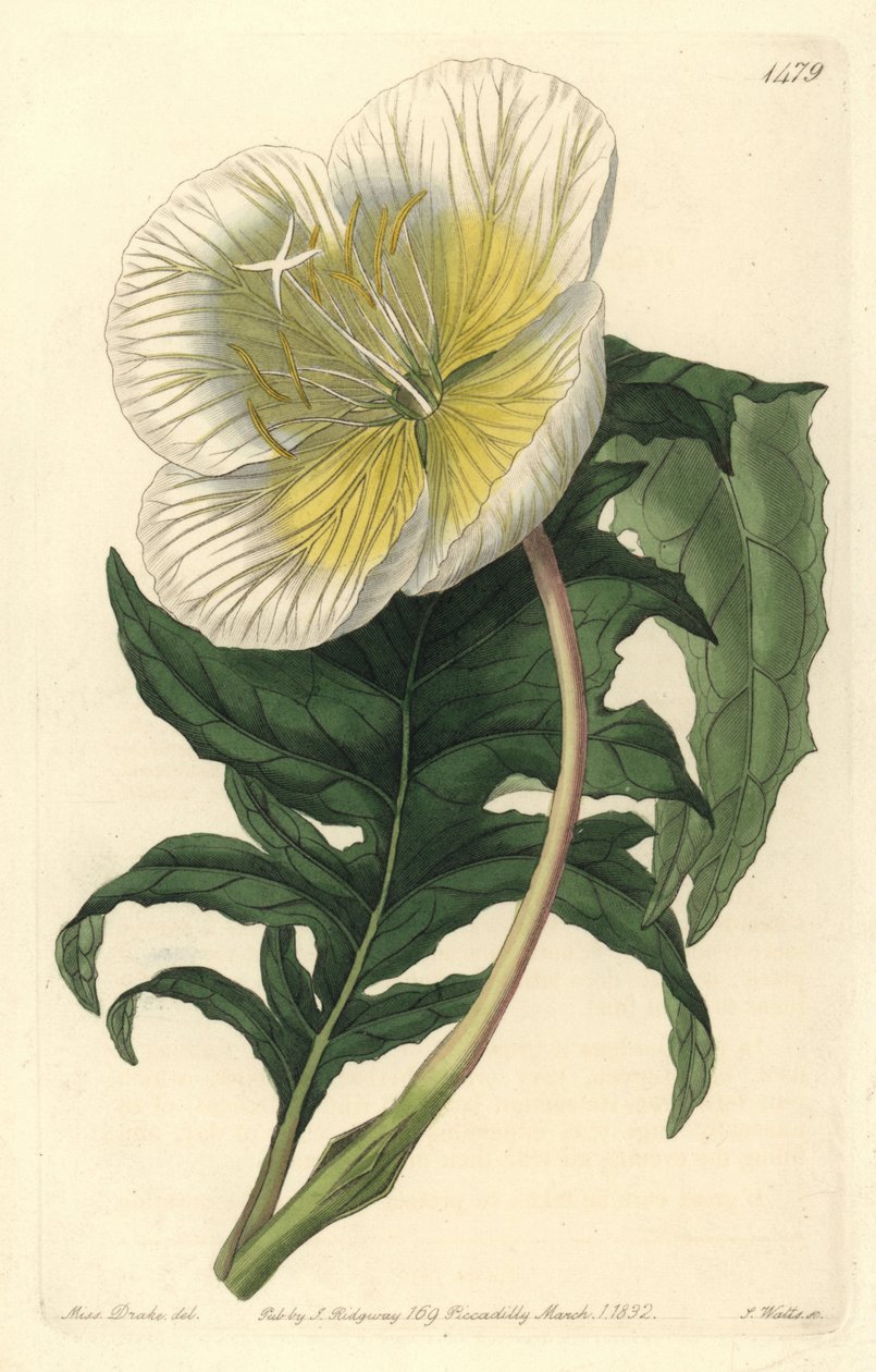 驴子或月见草的变种 - 白色直立月见草，Oenothera anisoloba。S. Watts根据Sydenham Edwards的《植物志》中Sarah Drake的插图进行的手绘铜版画，Ridgeway，L 作者 西德纳姆·泰斯特·爱德华兹