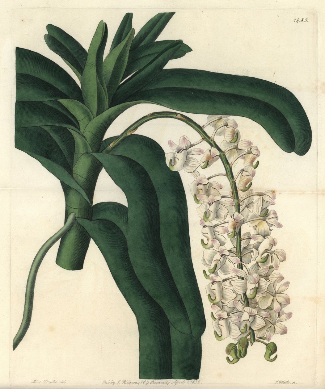 兰花的变种epidendrum，被称为牙买加软膏--狐狸刷兰花或角花气生植物，Aerides cornutum。S. Watts根据Sydenham Edwards的《植物志》中Sarah Drake的插图所做的手绘铜版画，Ridgeway。 作者 西德纳姆·泰斯特·爱德华兹