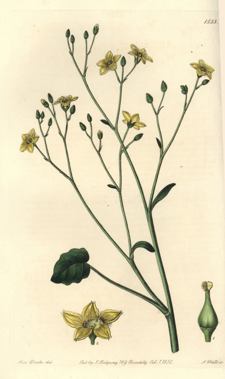 澳大利亚特有的维拉西亚品种 - Ornduffia reniformis（肾叶维拉西亚，Villarsia reniformis）。 S. Watts 手绘铜版画，由来自里奇韦 Sydenham Edwards 植物学名录的 Sarah Drake 小姐绘制， 作者 西德纳姆·泰斯特·爱德华兹