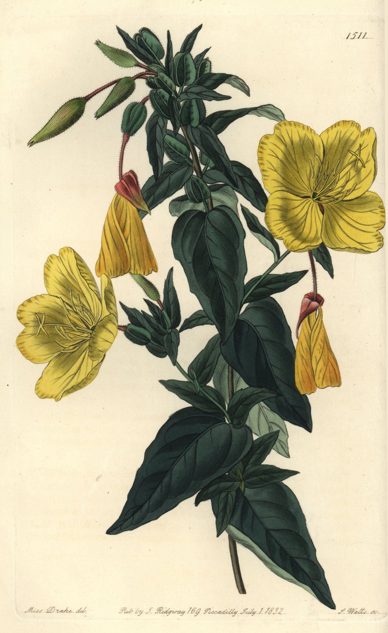 各种月见草或驴草 - 月见草，月见草亚种。 glauca (Glaucous oenothera, Oenothera glauca)。 来自 Sydenham Edwards 的 Sarah Drake 小姐插图后由 S. Watts 手工雕刻的铜版画 作者 西德纳姆·泰斯特·爱德华兹