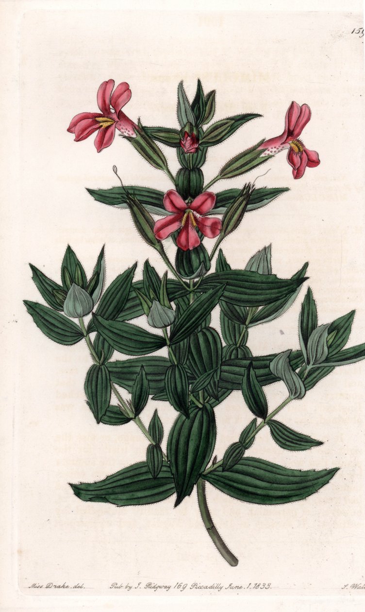 猴头花或麝香花的变种 S.Watts的刻板，来自Sarah Anne Drake（1803-1857）的插图，出自英国Sydenham Edwards（1768-1819）的植物学登记册。 作者 西德纳姆·泰斯特·爱德华兹