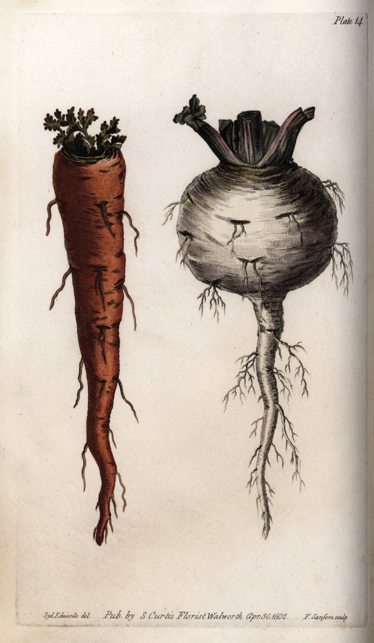 蔬菜根部：胡萝卜和萝卜。彩色铜版画，由Sydenham Edwards（1768-1819）为兰贝斯植物园（英国）的植物学会议提供的插图。 作者 西德纳姆·泰斯特·爱德华兹