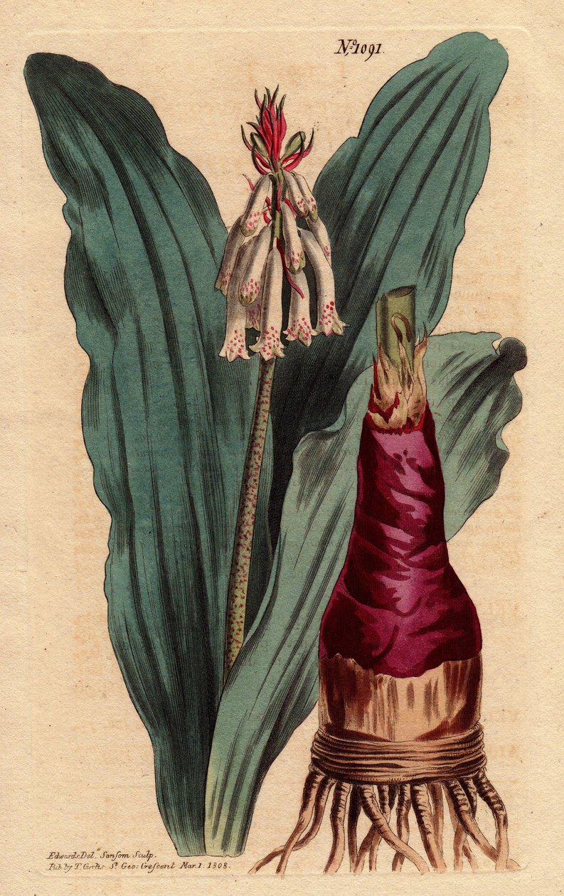 Veltheimia 有绿萝叶，一种来自好埃斯佩兰斯角（南非）的美丽百合（百合）。 Glaucous 叶 veltheimia，一种来自好望角的美丽百合。 青光藻。 从植物插图中雕刻的手绘铜版画 作者 西德纳姆·泰斯特·爱德华兹