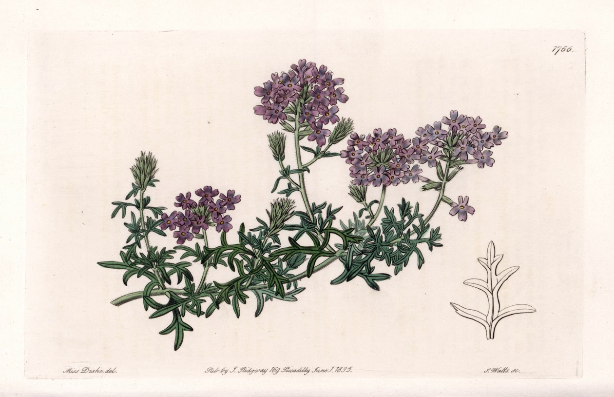 Verbena multifide - S. Watts雕刻的，来自Sarah Anne Drake（1803-1857）的插图，出自英国Sydenham Edwards（1768-1819）的《植物志》。 作者 西德纳姆·泰斯特·爱德华兹