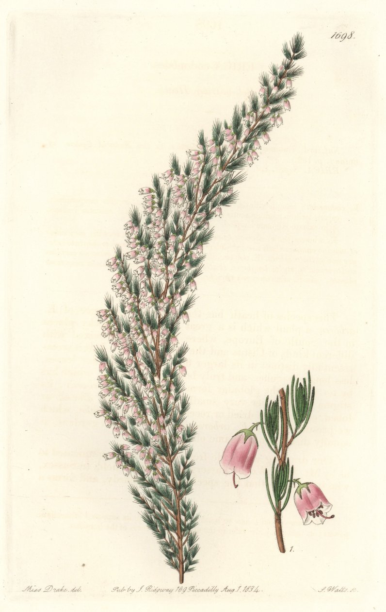 水泡虫，原产于欧洲--S.Watts的Water forte，来自Sarah Anne Drake（1803-1857）的插图，来自《植物志》。 作者 西德纳姆·泰斯特·爱德华兹