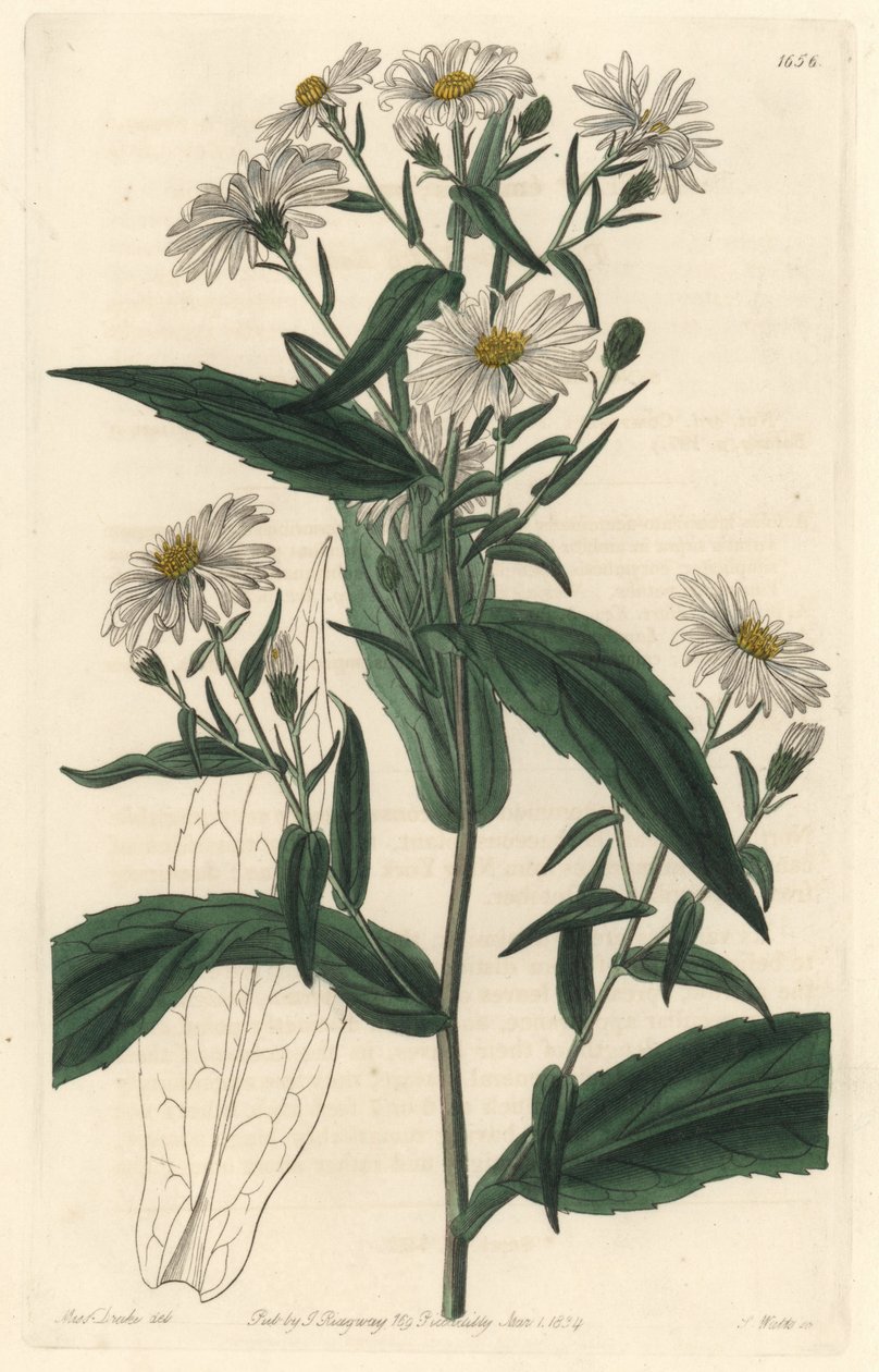 处女座紫苑或收割机--S. Watts Strong Water，来自莎拉-安妮-德雷克（1803-1857）的插图，出自《植物志》。 作者 西德纳姆·泰斯特·爱德华兹