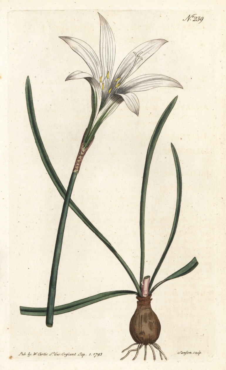 Virginia Amaryllis - Atamasco lily, Zephyranthes atamasco (Amaryllis atamasco) - Sansom根据Sydenham Edwards rom William Curtis