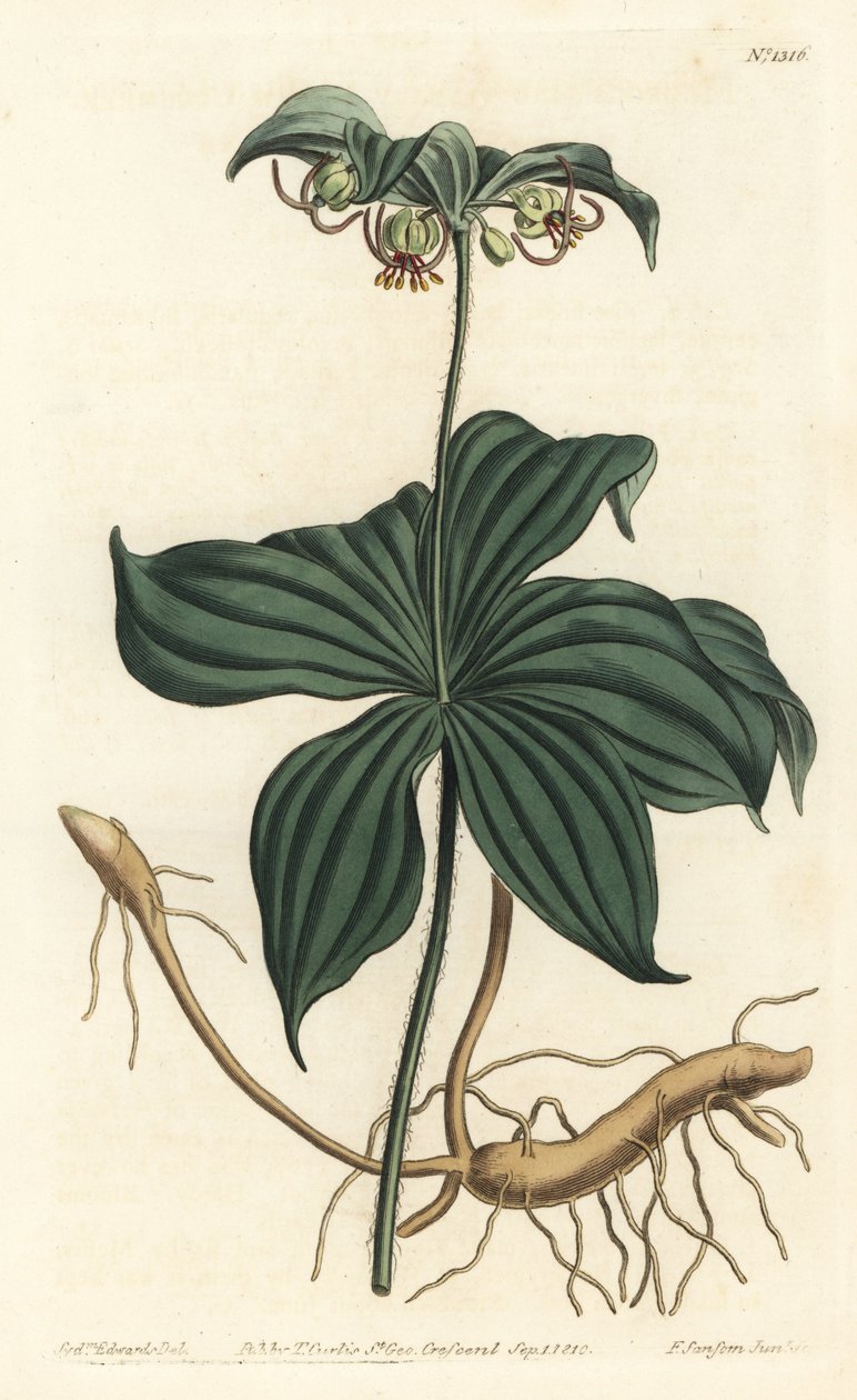 弗吉尼亚梅迪奥勒或野生黄瓜--印度黄瓜，Medeola virginiana。F. Sansom Jr.根据Sydenham Edwards的插图进行的手绘铜版画，出自William Curtis的植物杂志，T. Curtis，伦敦 作者 西德纳姆·泰斯特·爱德华兹