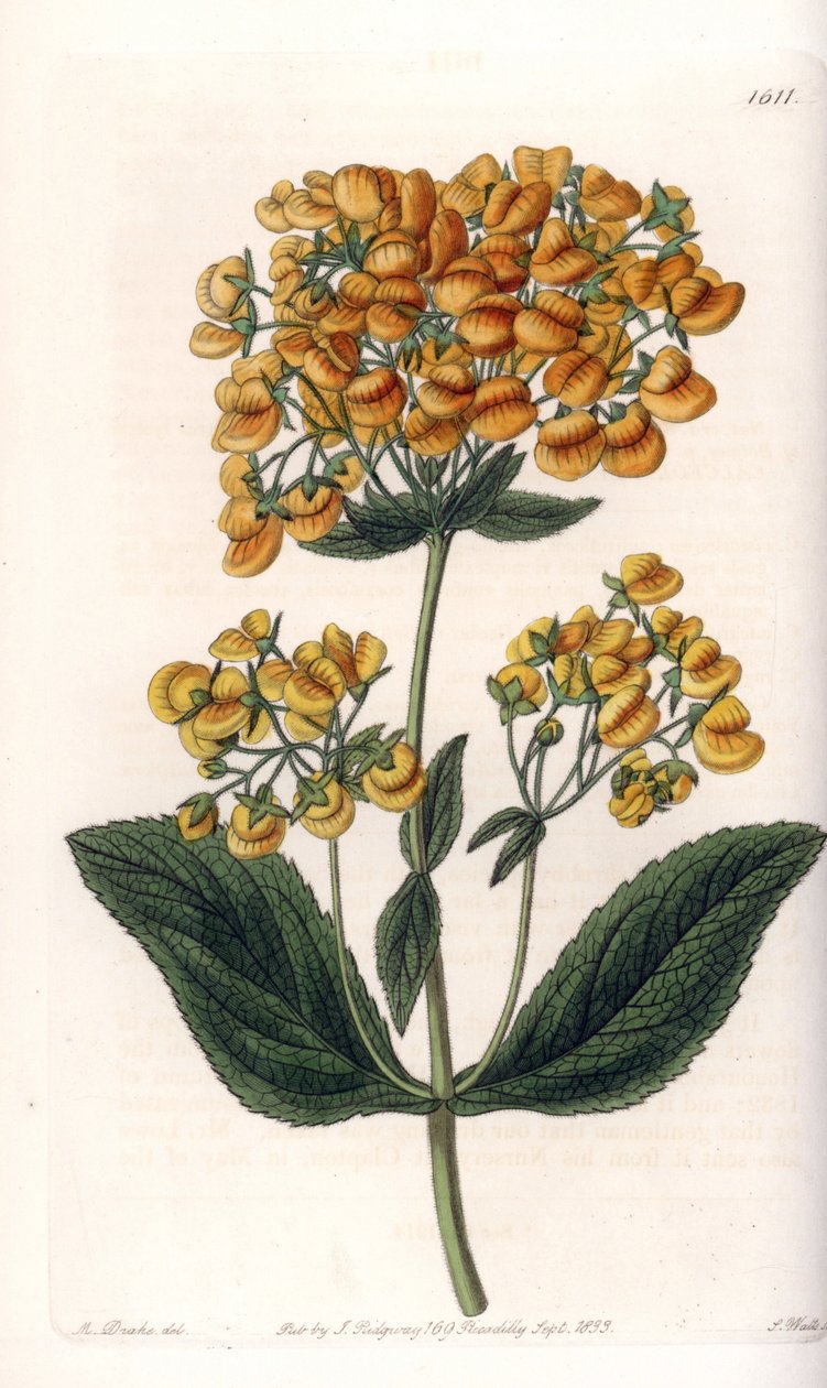 粘性小腿（或小拖鞋）--S.Watts的刻板，来自Sarah Anne Drake（1803-1857）的插图，来自英国Sydenham Edwards（1768-1819）的植物学记录。 作者 西德纳姆·泰斯特·爱德华兹