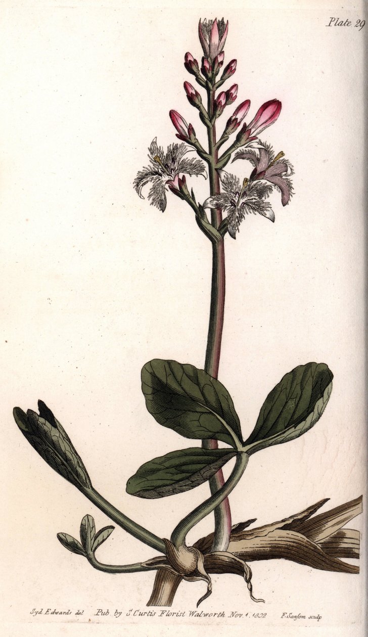 Water trefle或menyanthe water trefle。彩色铜版画，由Sydenham Edwards（1768-1819）为兰贝斯植物园（英国）的植物学会议提供的插图。 作者 西德纳姆·泰斯特·爱德华兹