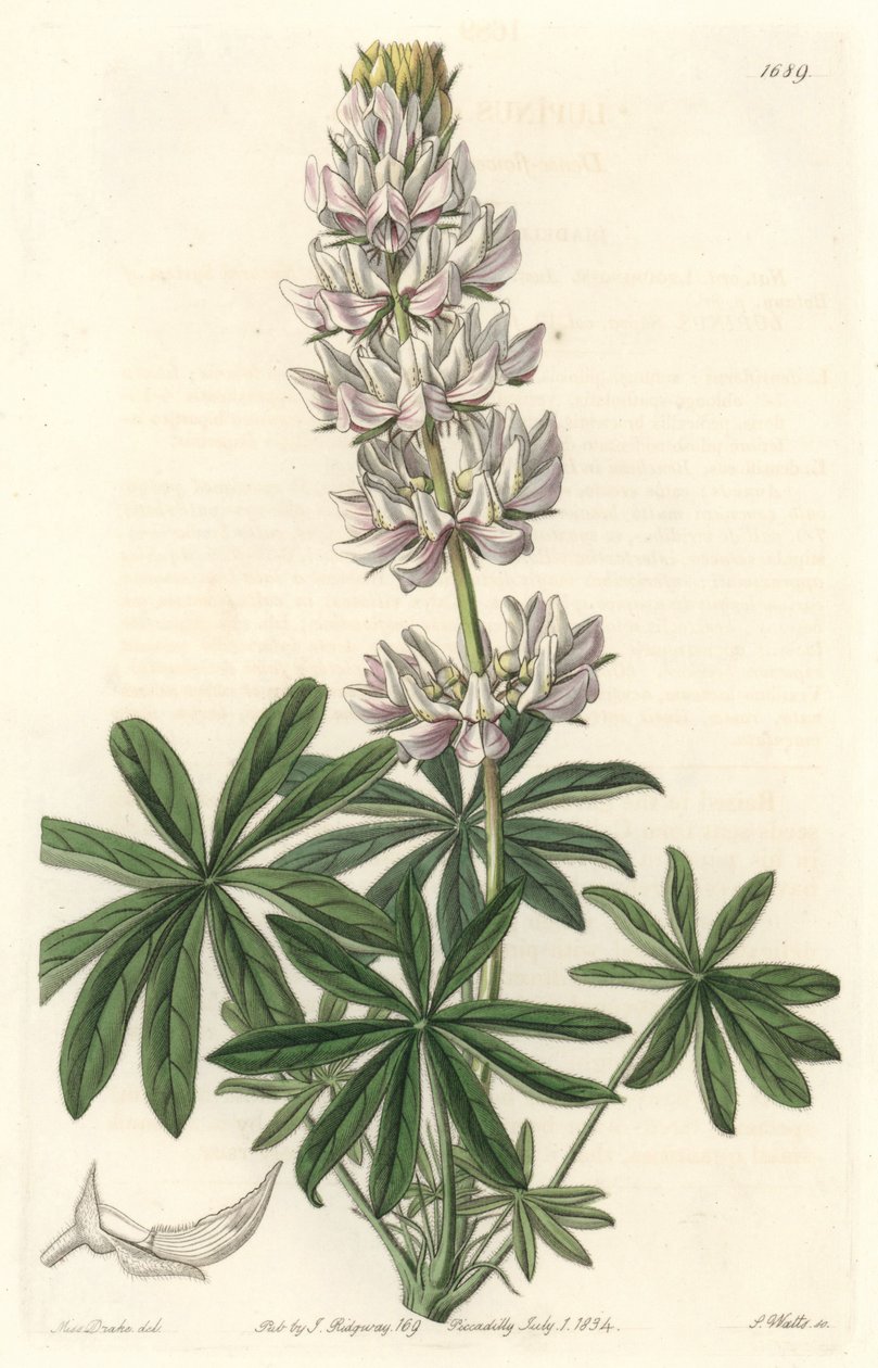白花羽扇豆 (Lupinus microcarpus)，原产于加利福尼亚 - S. Watts 强水来自 Sarah Anne Drake (1803-1857) 的插图，来自 Botanical Register 作者 西德纳姆·泰斯特·爱德华兹