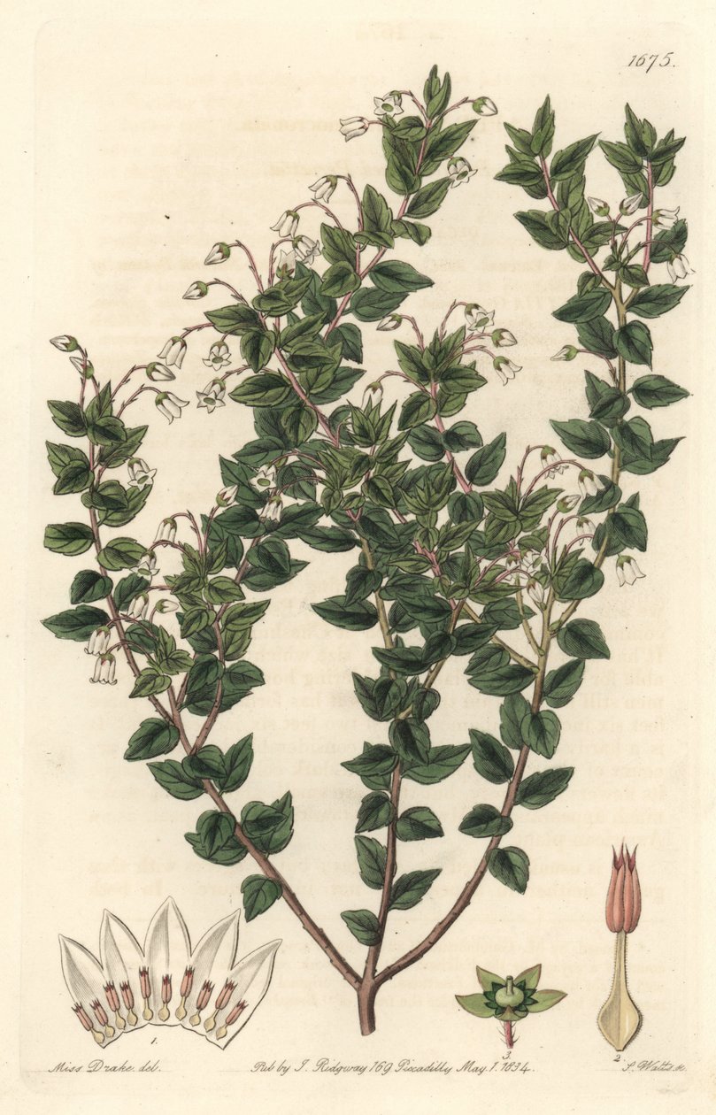 白花的mucronee或pernettya gaultherie - S. Watts强水，来自Sarah Anne Drake（1803-1857）的插图，来自《植物志》。 作者 西德纳姆·泰斯特·爱德华兹