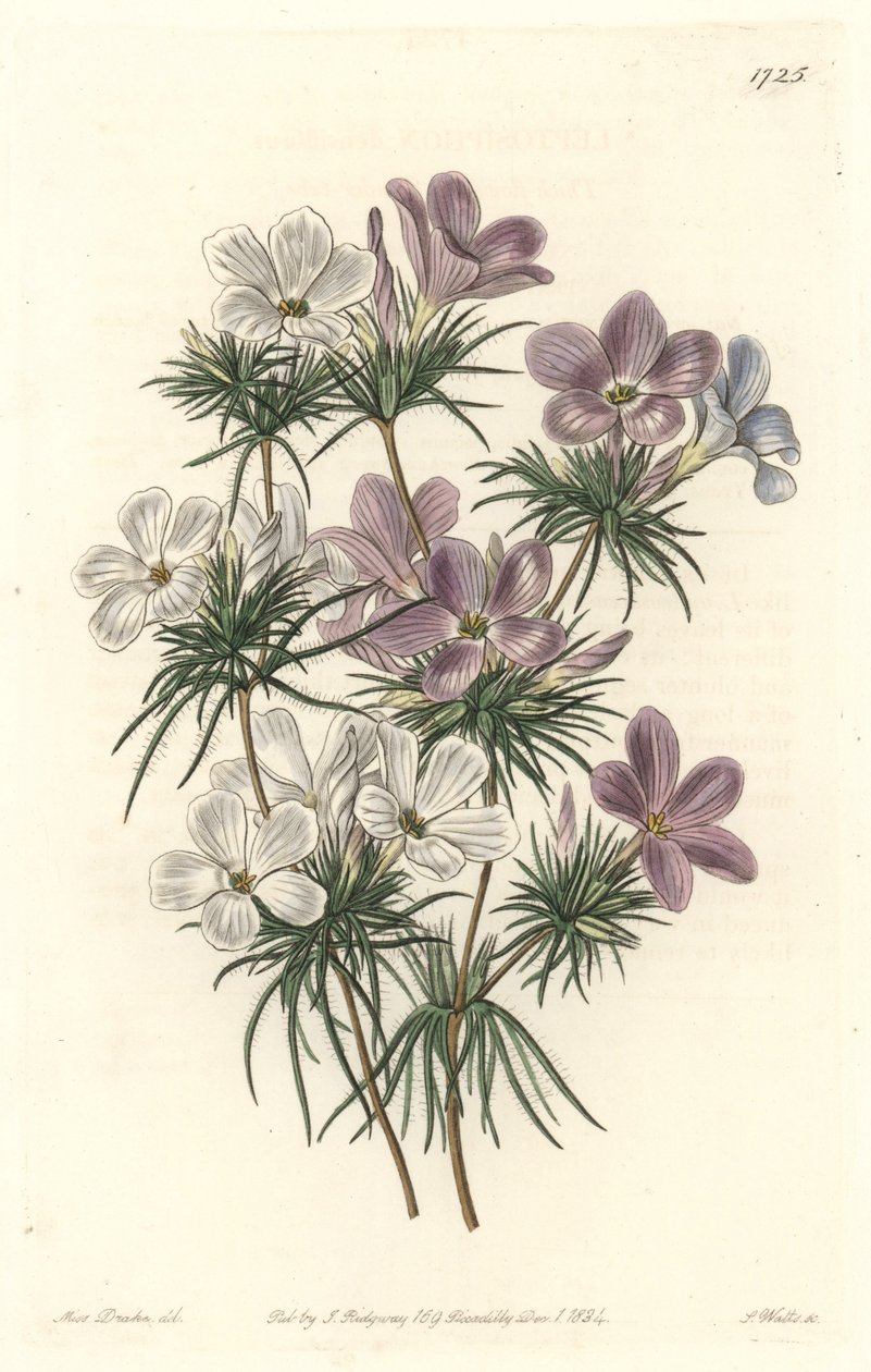 白色和紫色的Leptosiphon--S.Watts的强水，来自莎拉-安妮-德雷克（1803-1857）的插图，出自《植物志》。 作者 西德纳姆·泰斯特·爱德华兹