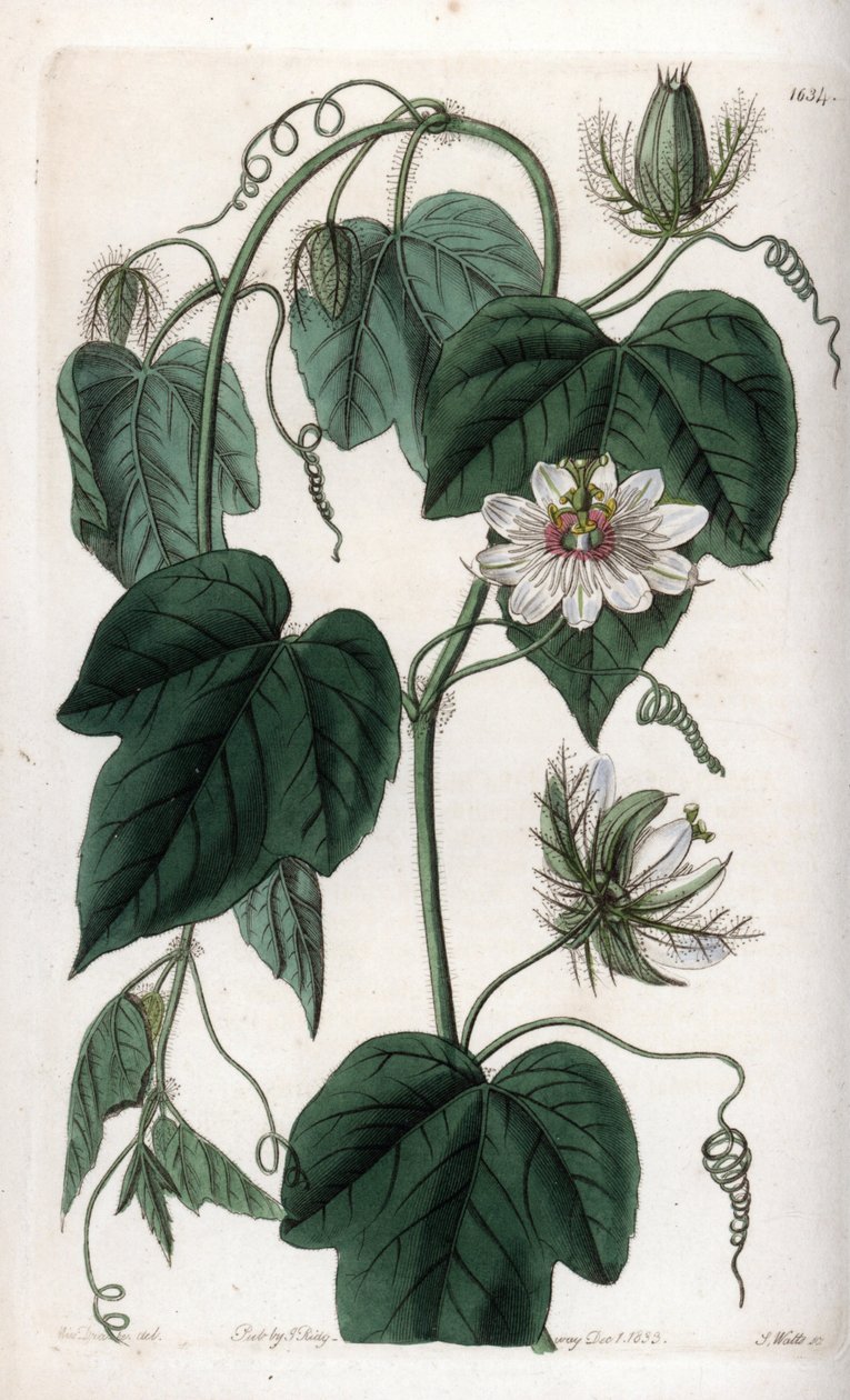 白花西番莲--S.Watts的刻板，出自莎拉-安妮-德雷克（1803-1857）的插图，出自英国西登纳姆-爱德华兹（1768-1819）的植物学登记册 作者 西德纳姆·泰斯特·爱德华兹