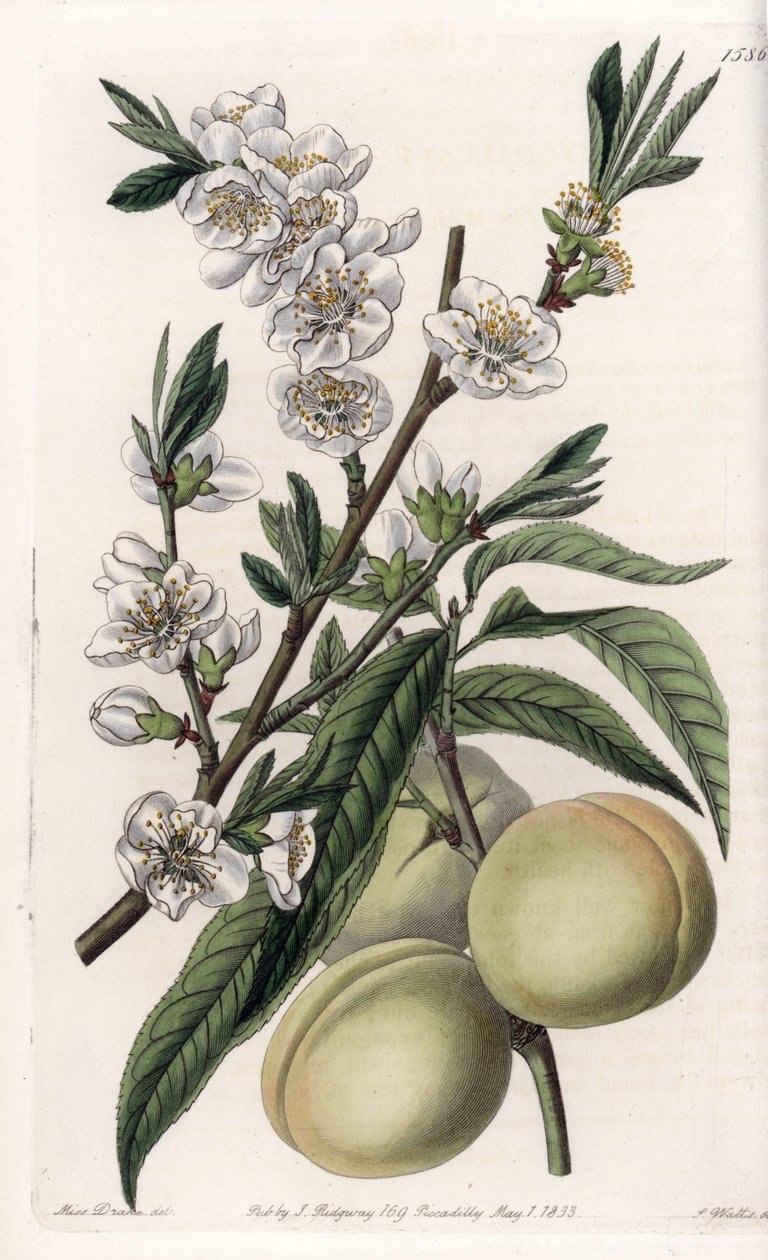 White pecher - S.Watts 雕刻的盘子，来自 Sarah Anne Drake (1803-1857) 的插图，来自英国 Sydenham Edwards (1768-1819) 的植物名录 作者 西德纳姆·泰斯特·爱德华兹