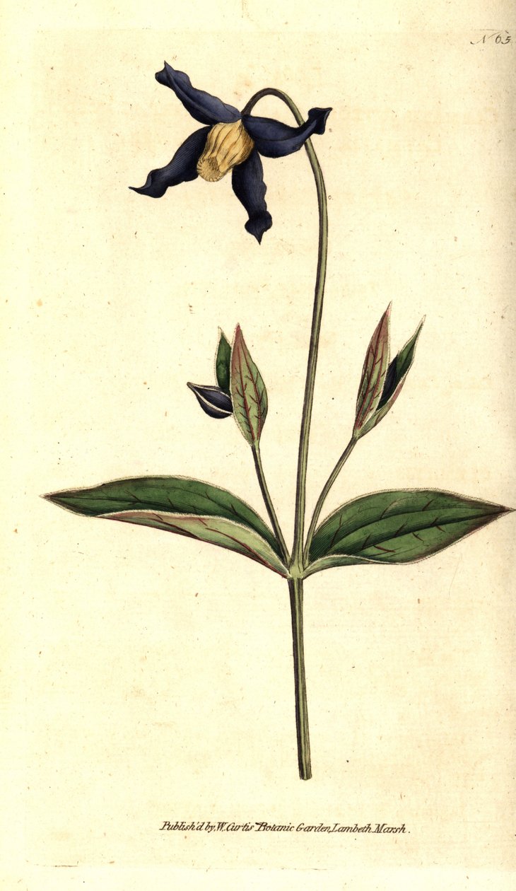 全叶铁线莲 - 全叶铁线莲或处女花，Clematis integrifolia。根据威廉-柯蒂斯的《植物学杂志》中的植物学插图进行的手绘铜版画，伦敦兰贝斯沼泽。 作者 西德纳姆·泰斯特·爱德华兹