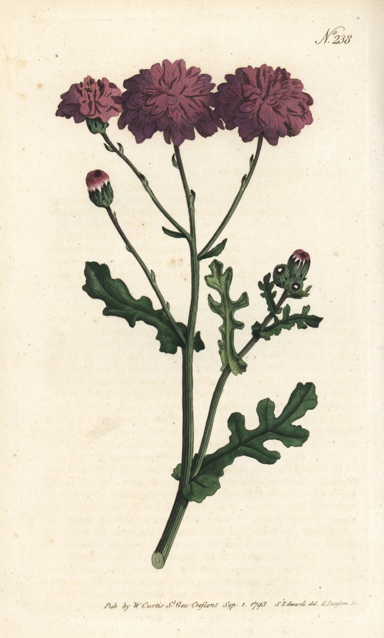 Wild cineraire - 紫色地衣或布草，Senecio elegans。Sansom根据Sydenham Edwards的插图进行的手绘铜版画，伦敦William Curtis的植物学杂志。 作者 西德纳姆·泰斯特·爱德华兹
