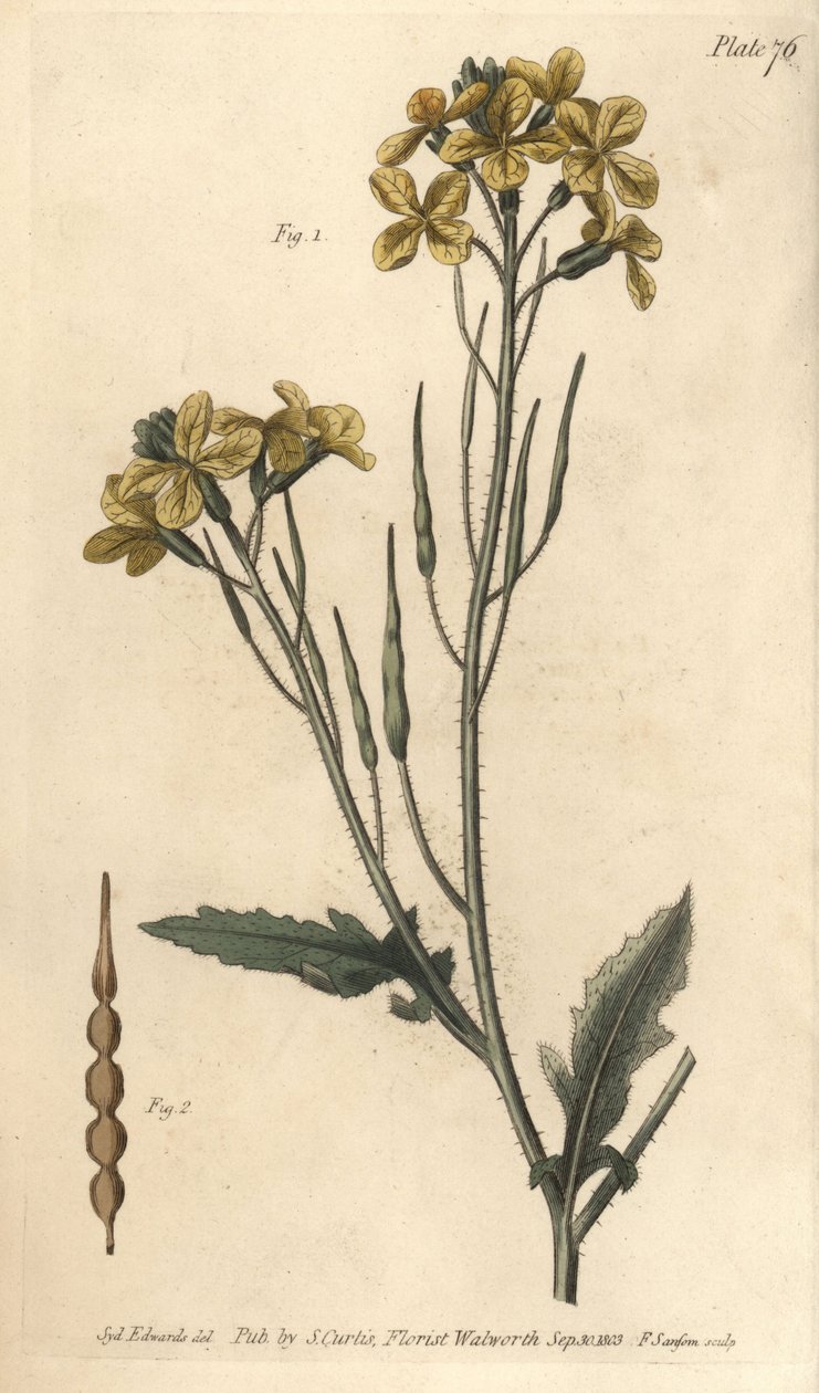 野生萝卜，Raphanus raphanistrum，Siliquosa。F. Sansom的手绘铜版画，是Sydenham Edwards为William Curtis在兰贝斯植物园的植物学讲座所做的植物学插图。 作者 西德纳姆·泰斯特·爱德华兹