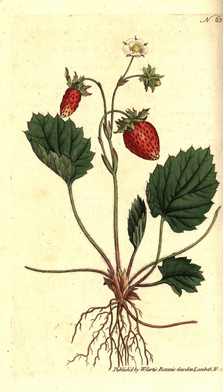 野生草莓，Fragaria vesca（单叶草莓或凡尔赛的草莓，Fragaria monophylla）。根据威廉-柯蒂斯的《植物学杂志》中的植物学插图进行的手绘铜版画，伦敦兰贝斯沼泽地 作者 西德纳姆·泰斯特·爱德华兹