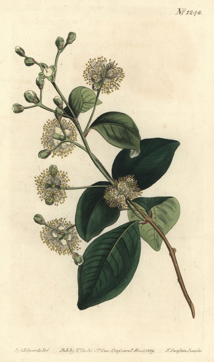 木珀莱--双莓，Myrcianthes fragrans（甜香玉兰，Eugenia fragrans）。F. Sansom Jr.根据Sydenham Edwards的插图进行的手绘铜版画，出自William Curtis的植物学杂志，T. Curtis，伦敦 作者 西德纳姆·泰斯特·爱德华兹