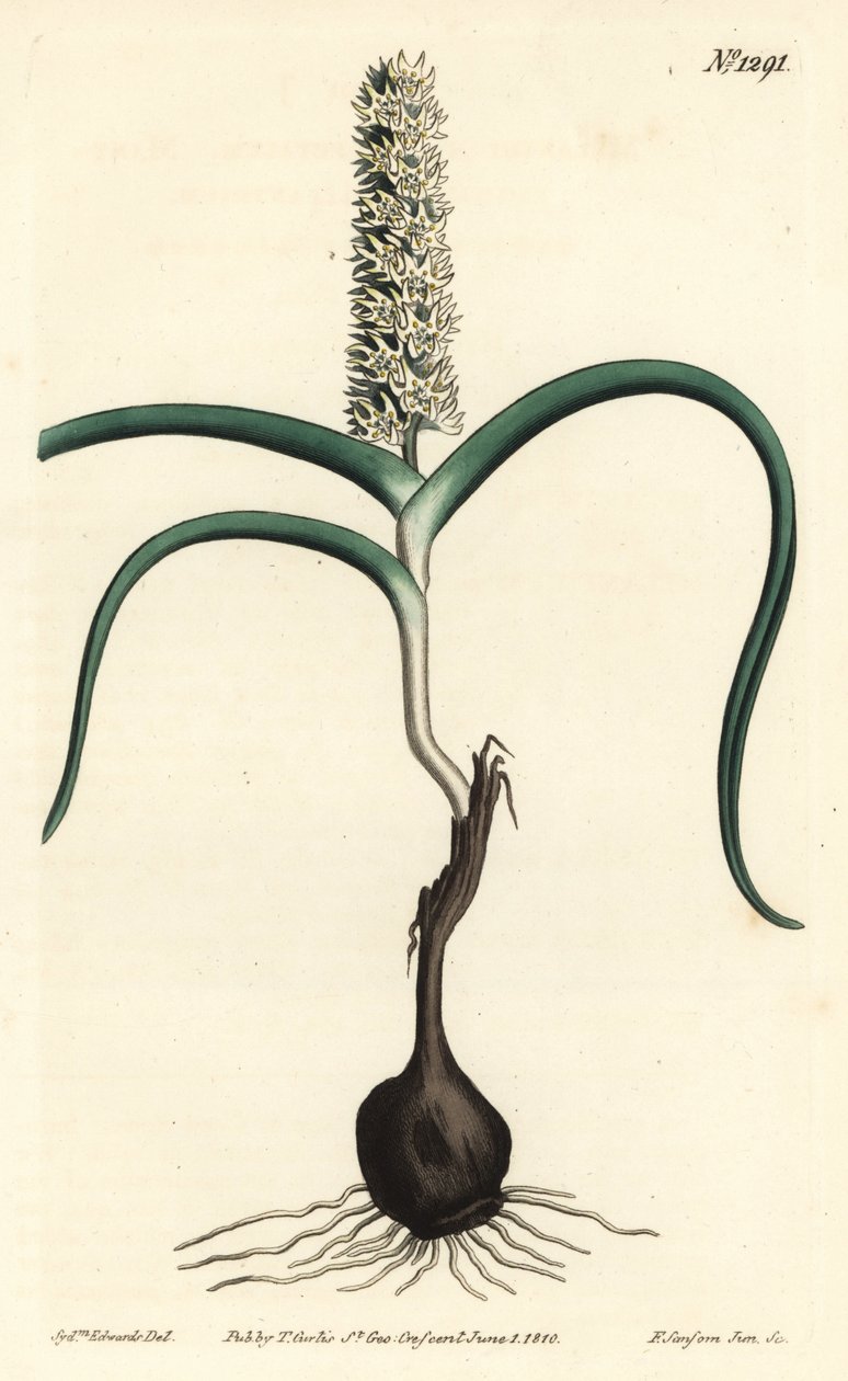 Wurmbea monopetala (Many-flowered melanthium, Melanthium monopetalum)。 由 F. Sansom Jr. 手工彩色铜版雕刻，由来自伦敦 T. Curtis 威廉柯蒂斯植物学杂志的 Sydenham Edwards 绘制 作者 西德纳姆·泰斯特·爱德华兹