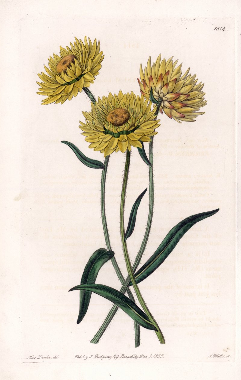 Xerochrysum variete，澳大利亚特有的植物--S.Watts雕刻的，来自Sarah Anne Drake（1803-1857）的插图，出自英国Sydenham Edwards（1768-1819）的植物学登记册。 作者 西德纳姆·泰斯特·爱德华兹