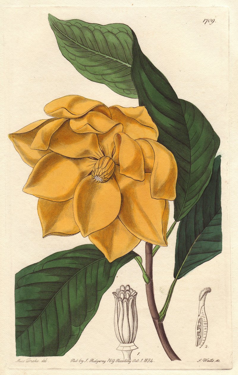 黄花木兰，原产于爪哇（印度尼西亚）--S. Watts根据Sarah Anne Drake（1803-1857）的插图创作的强水，出自《植物志》。 作者 西德纳姆·泰斯特·爱德华兹