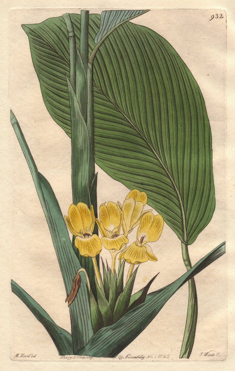 黄花菖蒲，原产于巴西--S. Watts strong water来自M. Mart的插图，来自《植物志》。 作者 西德纳姆·泰斯特·爱德华兹