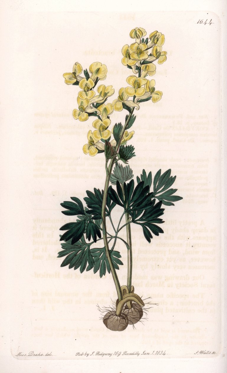 黄花紫堇花品种 - 由 S.Watts 雕刻，来自 Sarah Anne Drake (1803-1857) 的插图，来自英国 Sydenham Edwards (1768-1819) 的植物名录 作者 西德纳姆·泰斯特·爱德华兹